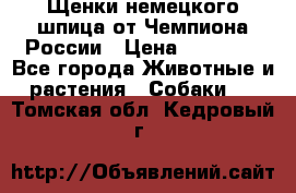 Щенки немецкого шпица от Чемпиона России › Цена ­ 50 000 - Все города Животные и растения » Собаки   . Томская обл.,Кедровый г.